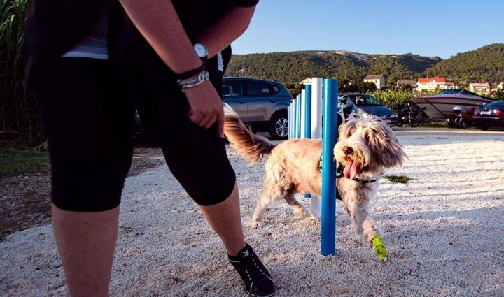 Monty’s Dog Beach & Bar -  plaža za pse 12